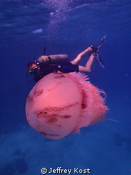 Jellyfish and diver by Jeffrey Kost 